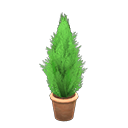 Cypress Plant Brown