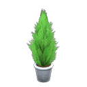Cypress Plant White