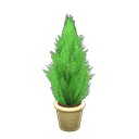 Cypress Plant Yellow